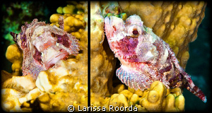 If there ever was a cute Stonefish, this juvenile might j... by Larissa Roorda 